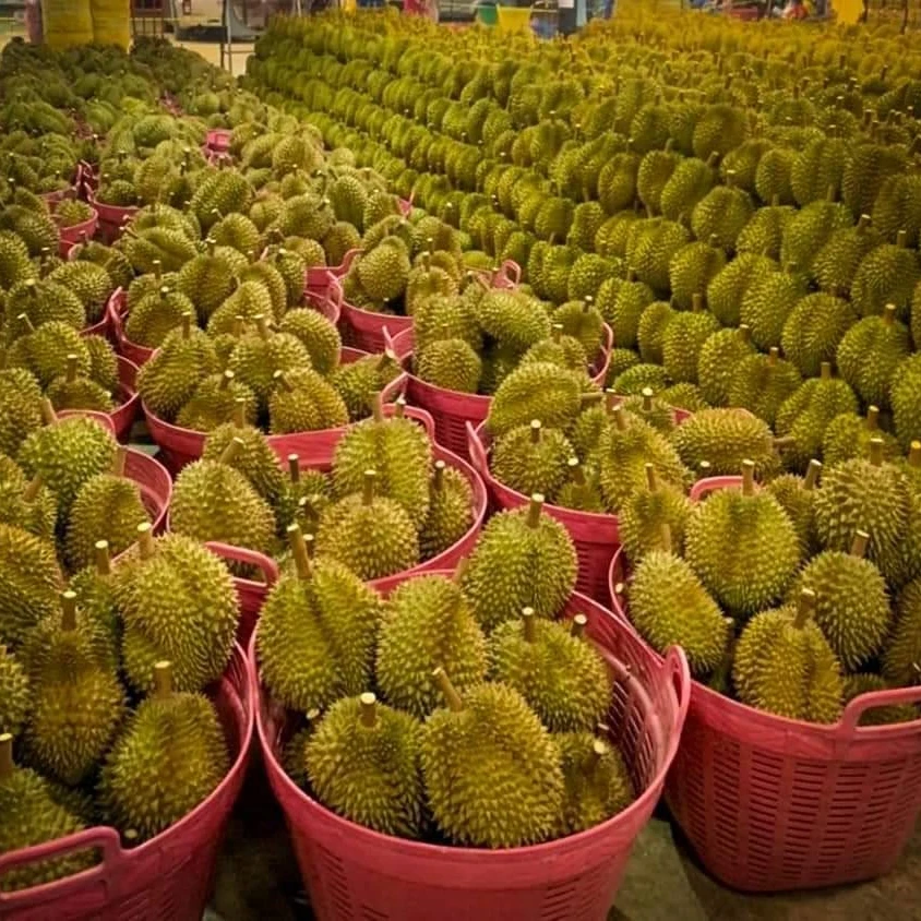Fresh Durians Fruit Monthong Durian Sweet and Delicious Natural 100% from Thailand Premium Quality First Grade