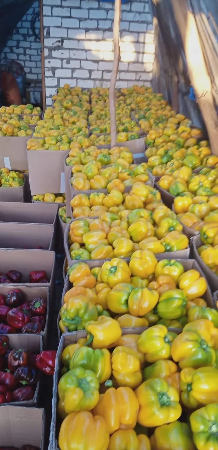 Fresh sweet peppers (red / green / yellow) of high quality from Egypt