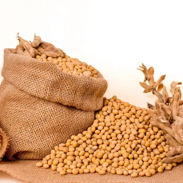 Bulk GMO and Non GMO Soyabean / Soybean for Sale