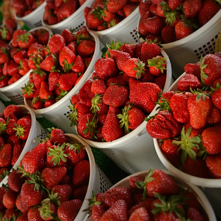 Premium Fresh Strawberries for Wholesale - Natural Sweet Fresh Strawberry Fruits at Competitive Prices