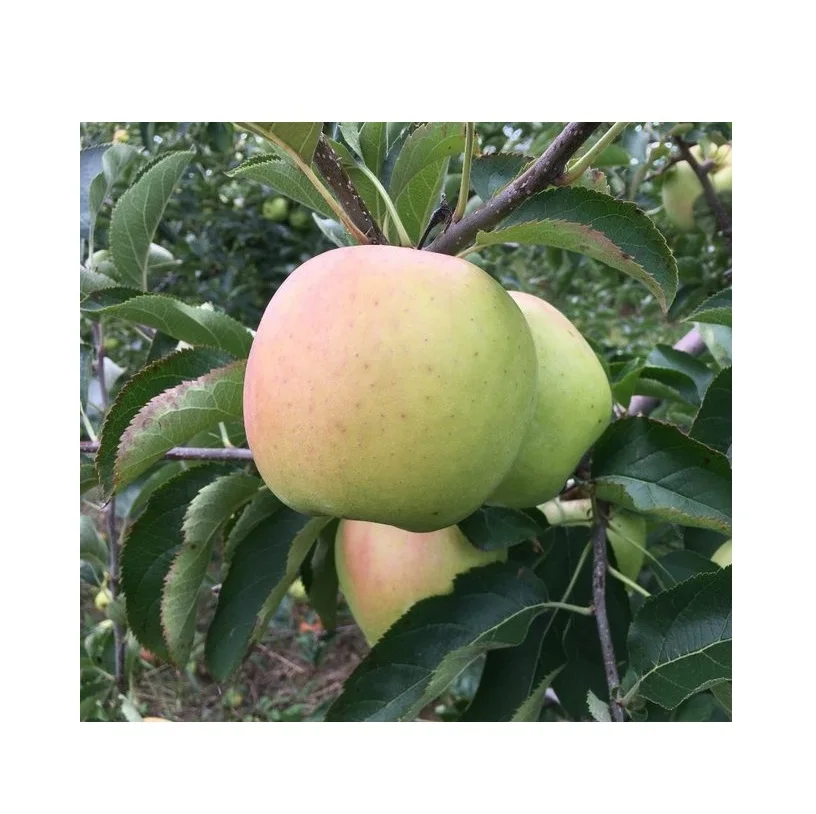 Cheap Price Fresh Stock Fresh Yellow Green Apples | Fresh Mutsu Apples For Sale In Bulk With Fast Delivery
