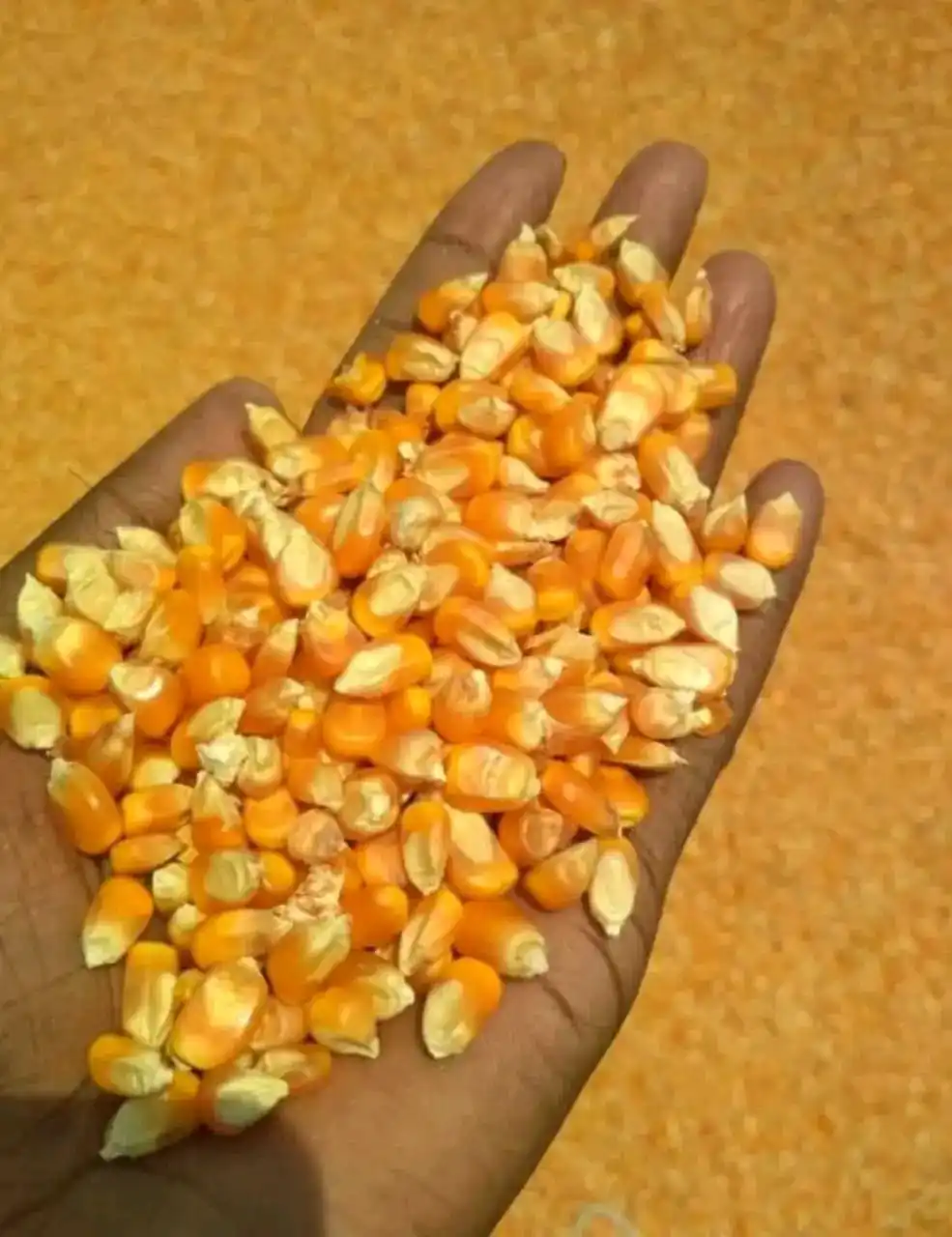 Import Yellow Maize Corn for Human  Consumption at wholesale Prices