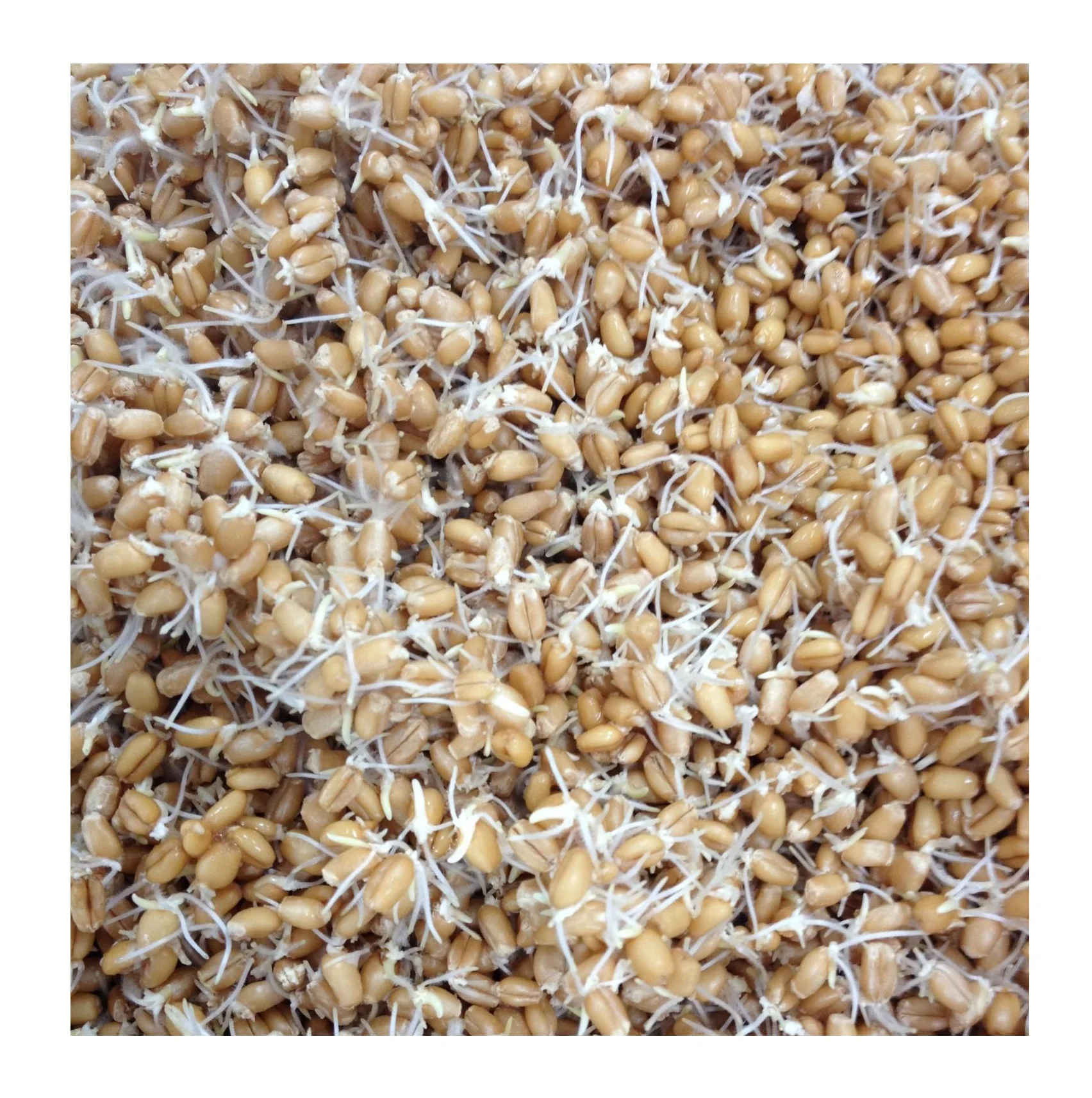 Wholesale Best Price Supplier Barley Malt Sprouts | Malt Grains Sprouts For Horse And Cattle Feed Fast Shipping