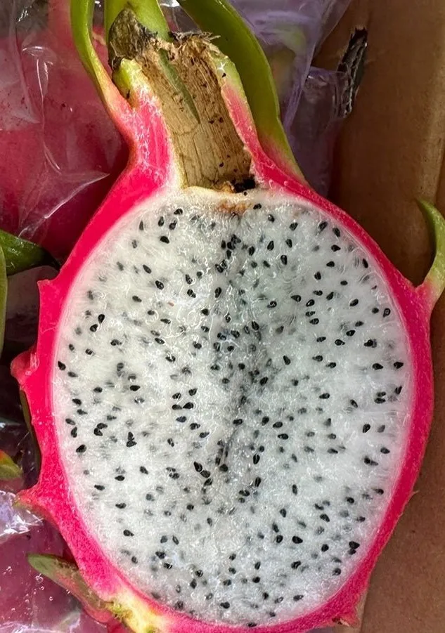 Fresh Dragon Fruit from Vietnamese Supplier Dragon fruit Vietnam with the Most Competitive Price (+84983028718)