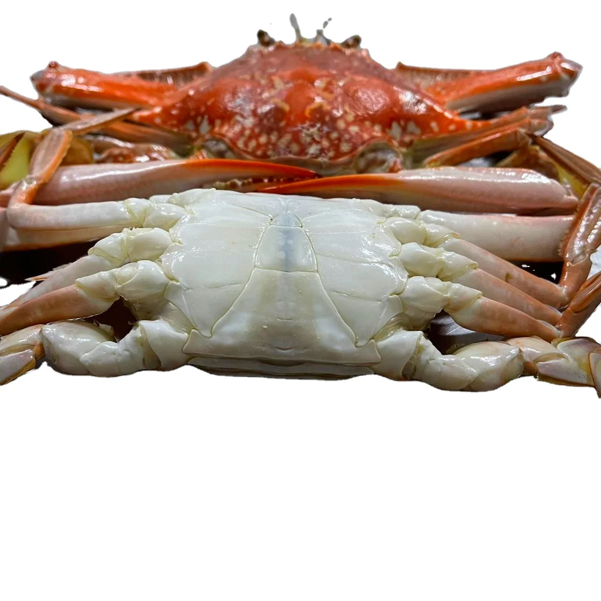 ATTRACTIVE PRICE OF TUNISIAN ORIGIN TOP QUALITY FROZEN COOKED WHOLE CRAB FREEZING BY NITROGEN FREEZER