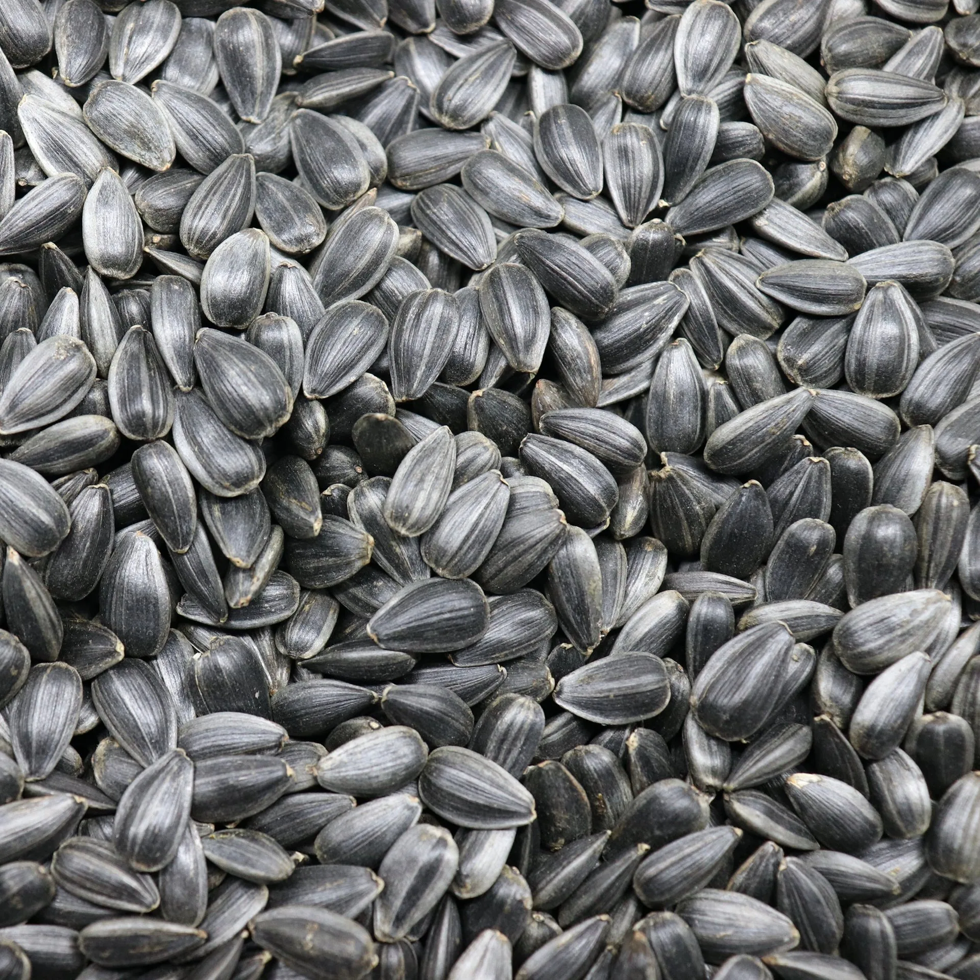 Sunflower Seed High Quality Kernel Raw Export New Crop Sunflower Seed Available in Bulk for Human Consumption