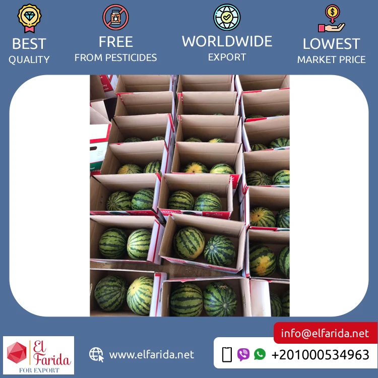 Excellent Quality Top Selling 100% Natural Delicious Original Taste Seeds/ Seedless Watermelon for Wholesale Buyers