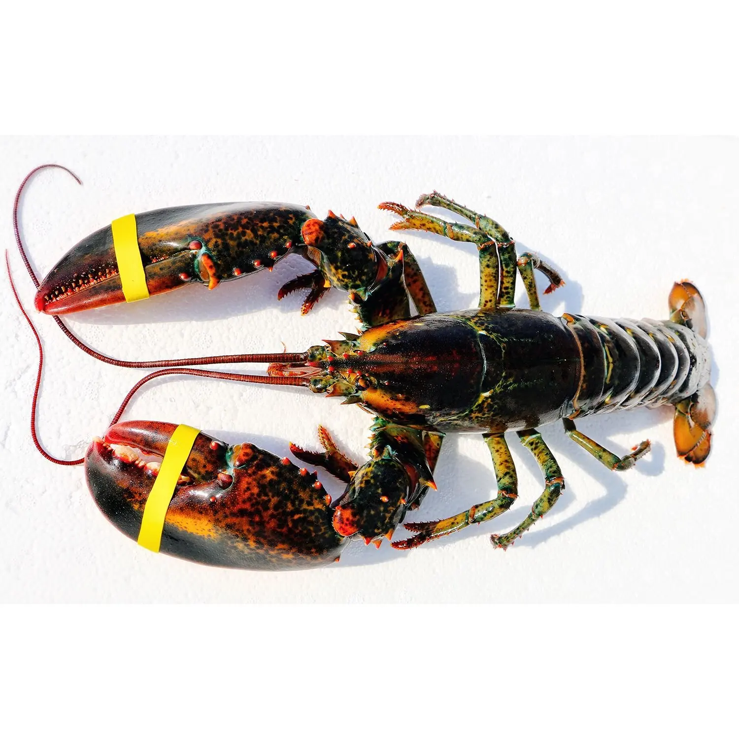Live Lobster, Spiny Lobster, Frozen Lobsters Bulk Suppliers Box Packaging Natural with 24 Months Shelf Life 5 Cm Mexican Lobster