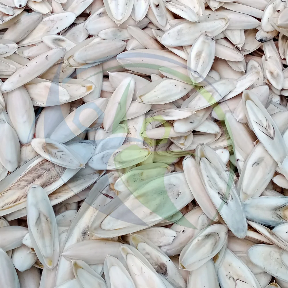 Very Good Ingredients For Health Cuttlefish Sepia Bone 100% Organic Dried Cuttlefish Bone