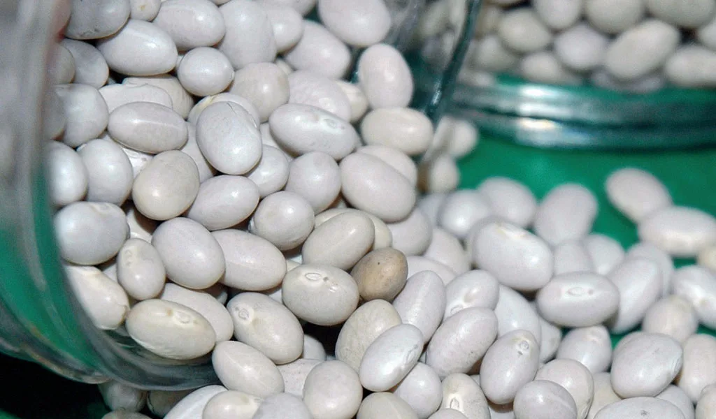 High quality canned food white beans rich in nutrients fiber and vitamin B Tondini Beans 0,4 kg tin