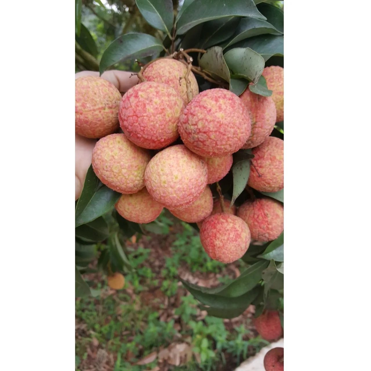 High Quality Lychee Natural Bulk Selling Fresh Fruit Sweet Taste Round Carton Box Organic Lychee From Vietnam