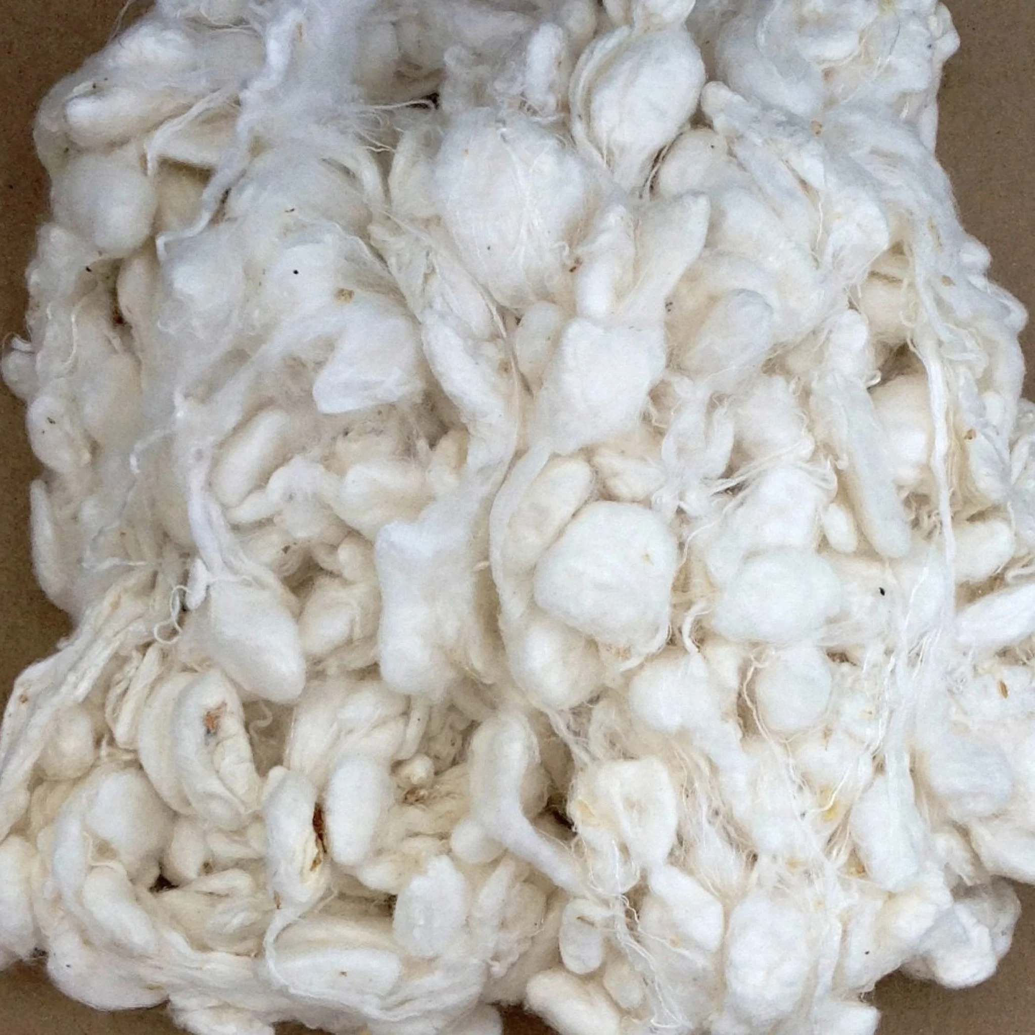 Wholesale Bulk Supply Cotton Seeds
