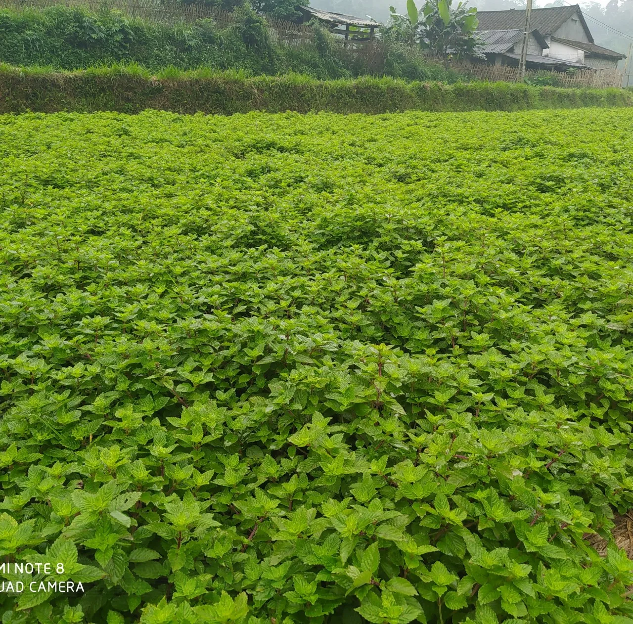 DRIED BLACK GRASS JELLY LEAF AND STICK VIETNAM EXPORTER WHOLESALER