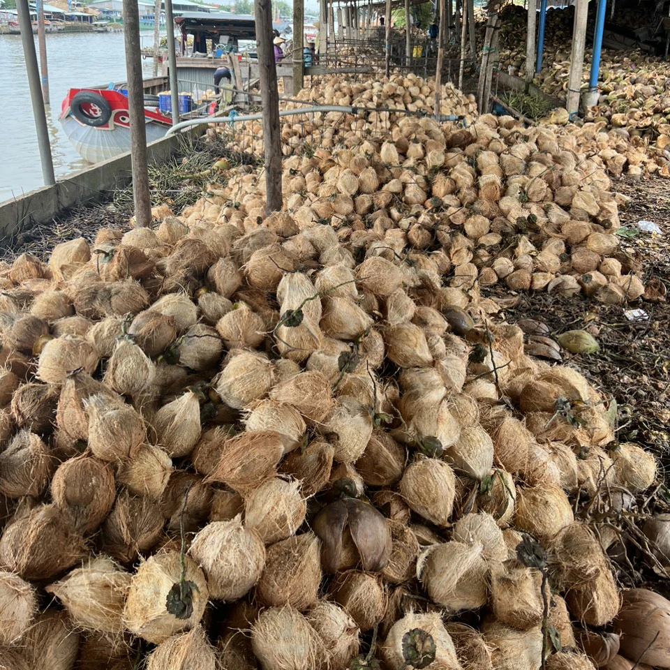 High Quality Semi Husked Coconut From Vietnam Hot Selling Brand Supplier Wholesaler Cheap Price