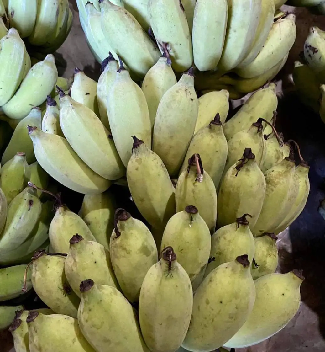 Banana Sun-Dried Organic Banana by a Solar Dome, No Sugar, Slightly Sweet, Natural Banana Flavor 80g./Pack