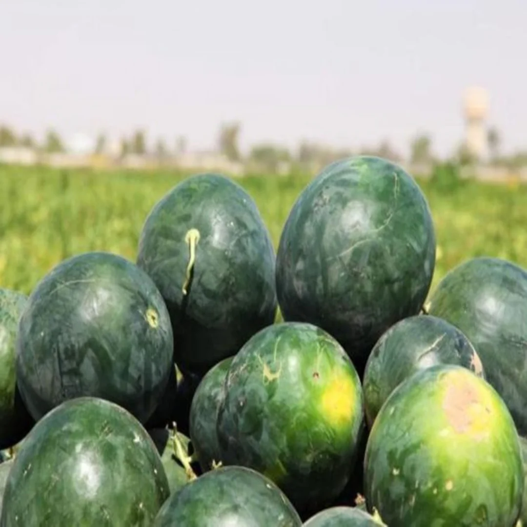 Watermelon Fresh Watermelon Full of water Organic Weight Origin Type Size Grade Express Product Melon PORT