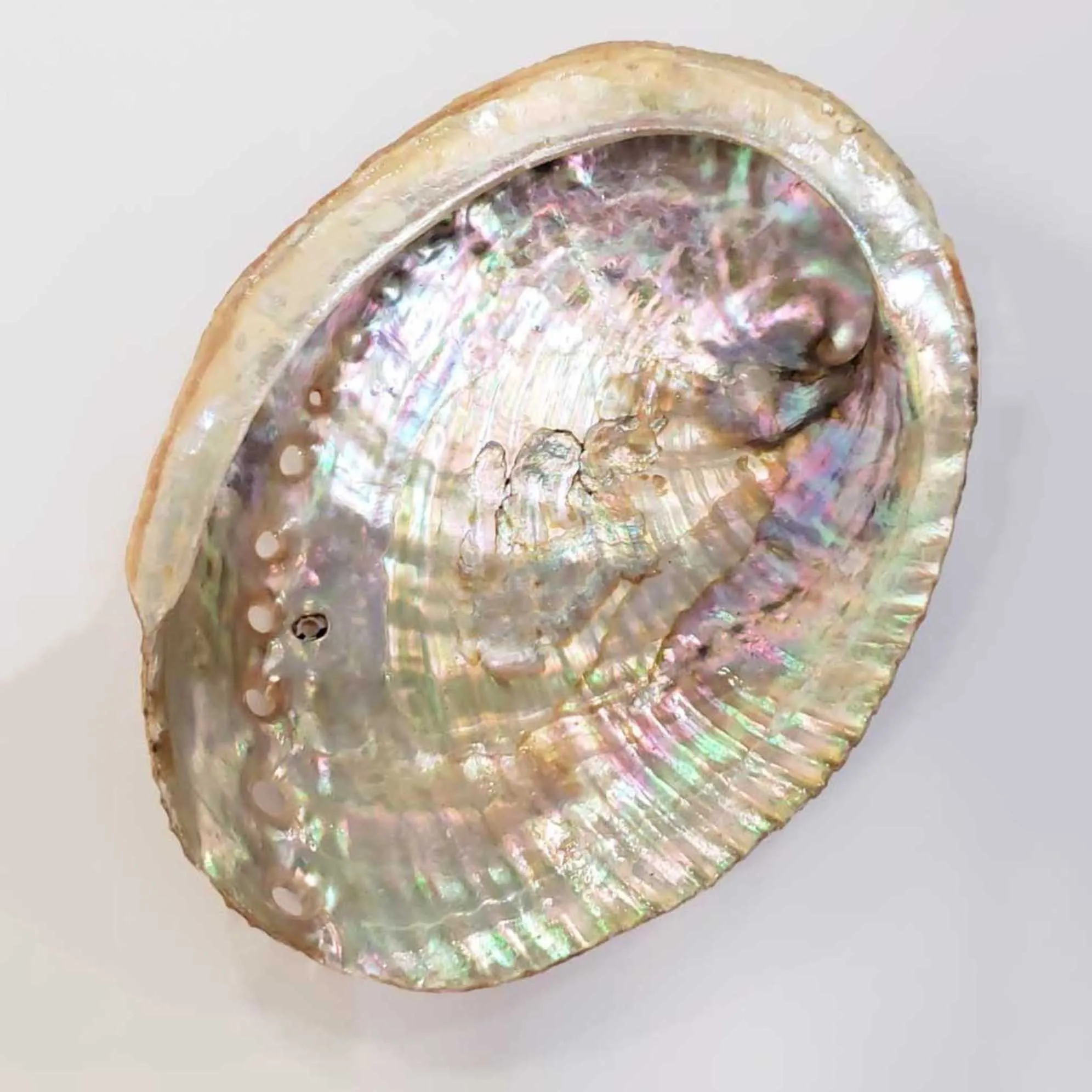 Wholesale Large Size Natural Paua Seashell Sea Shells of Abalones Cheapest Price White Abalone Shell