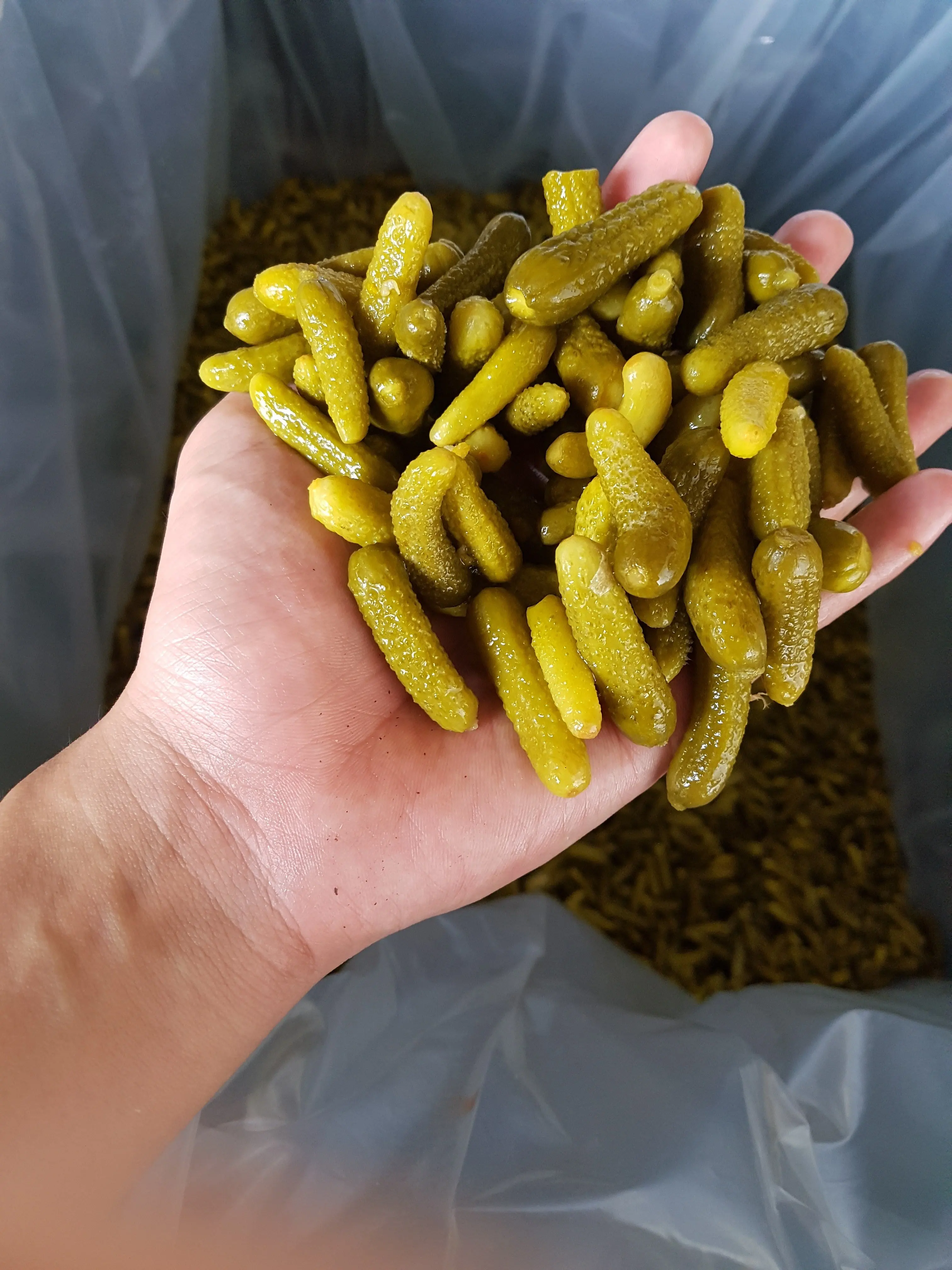 Фрукты огурцов маринованных перьев