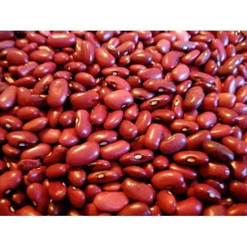Factory direct sale natural agricultural products big kidney beans raw style dry red kidney beans new crop