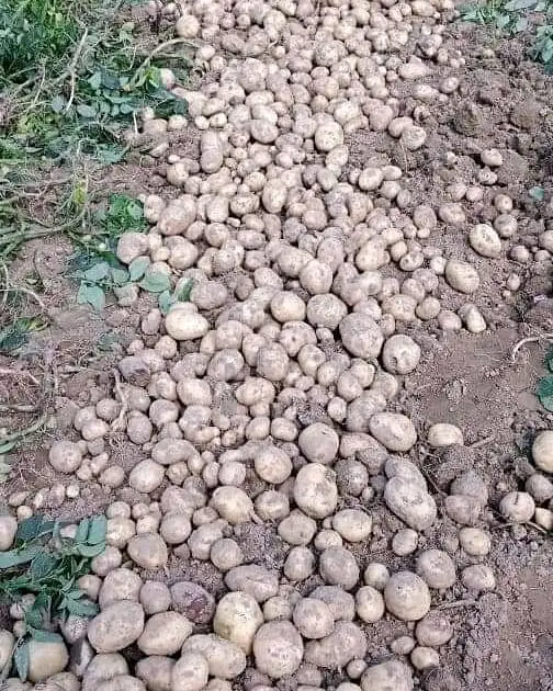 Свежий картофель