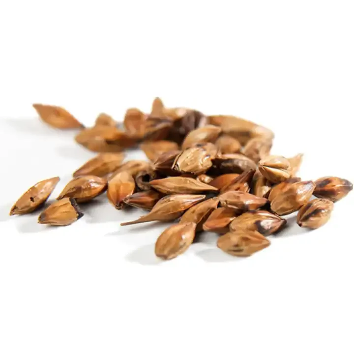 Factory supply Stir fried barley tea roasted barley tea