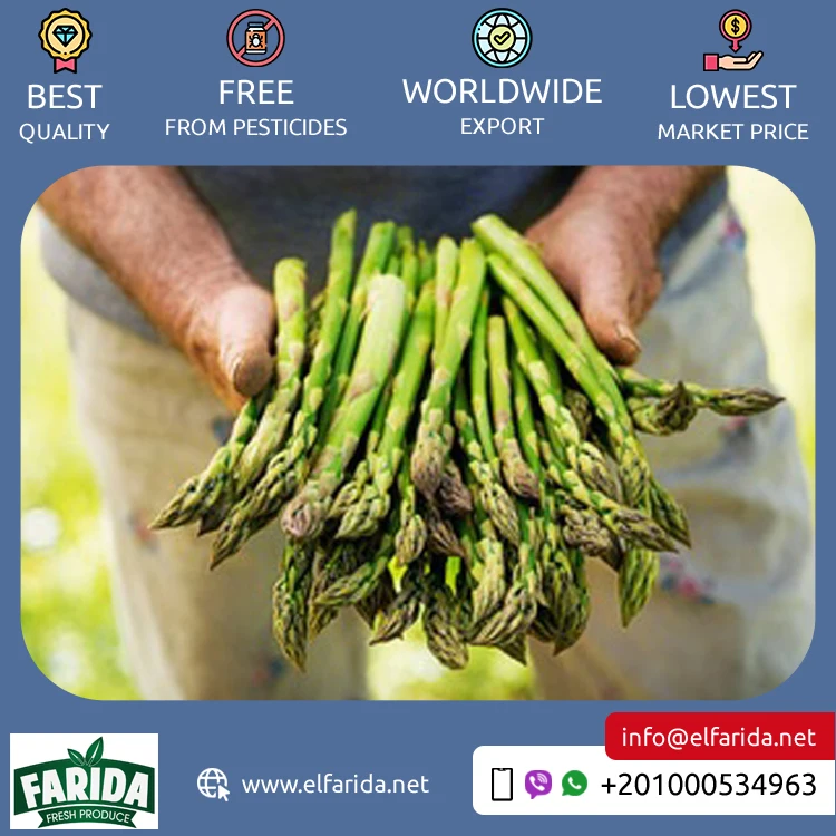 Supplier and Exporter of Hot Selling Premium Quality 100% Natural Green Fresh Vegetables Asparagus from Egypt at Bulk Price