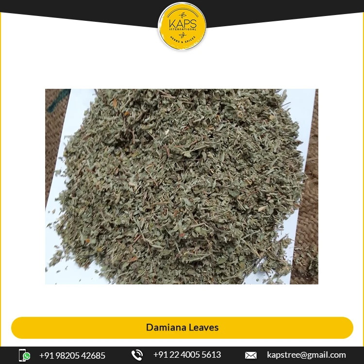 High Quality Top Selling Indian Herbal Product Damiana Leaves for Bulk Buyers at Low Market Price