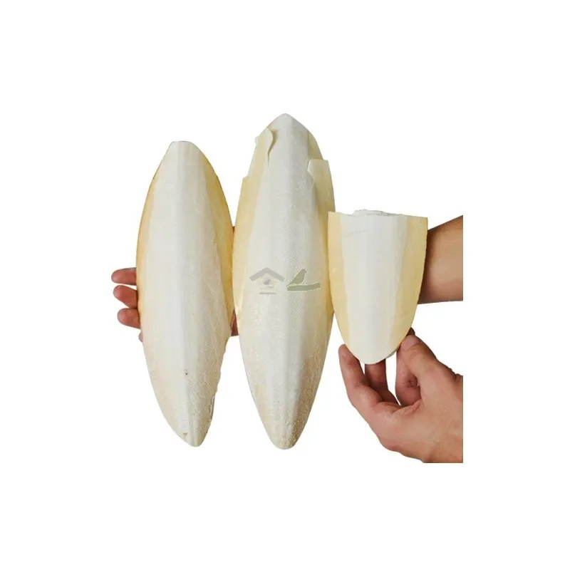 Wholesale Small Cuttlebone Animal Feed Natural White Dried Cuttlefish Bone From France