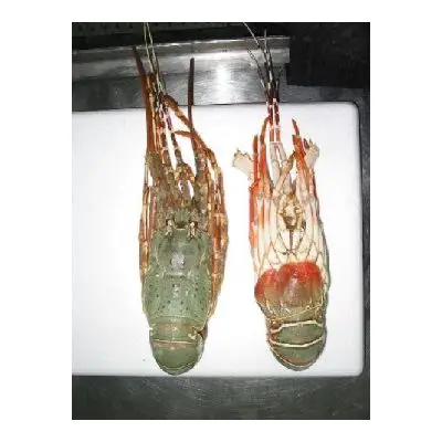 Soother Red Rock  RAW Lobster Frozen lobster tail Seasoned 100% Pure Lobster Tails