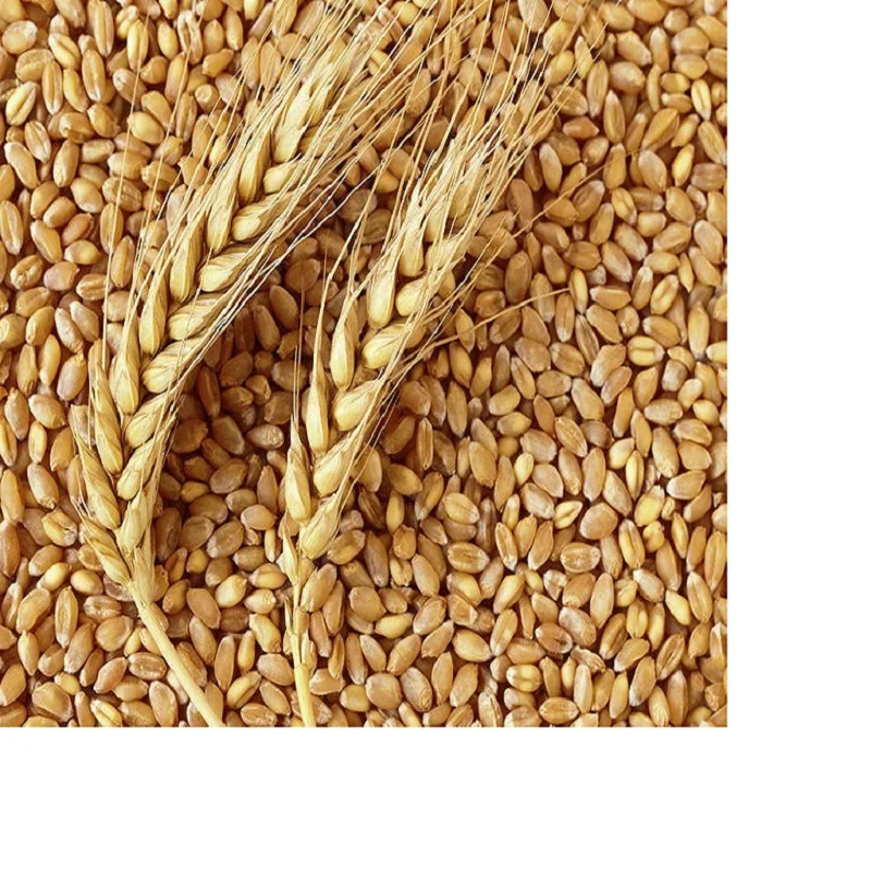 100% Pure & Nutrition Wheat Grain For Sale