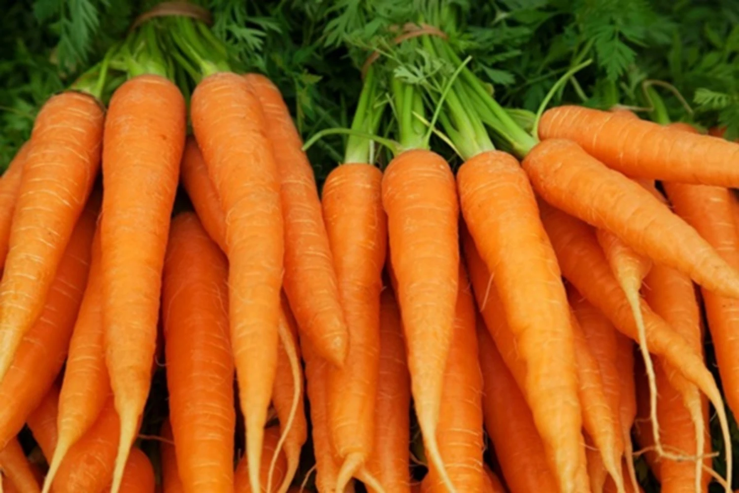 HIGH QUALITY PEELED CARROTS FROM VIETNAM BLOCK SHAPE TUBER ORGANIC AND GREENHOUSE CULTIVATION IQF FROZEN BY BULK VACUUM PACK