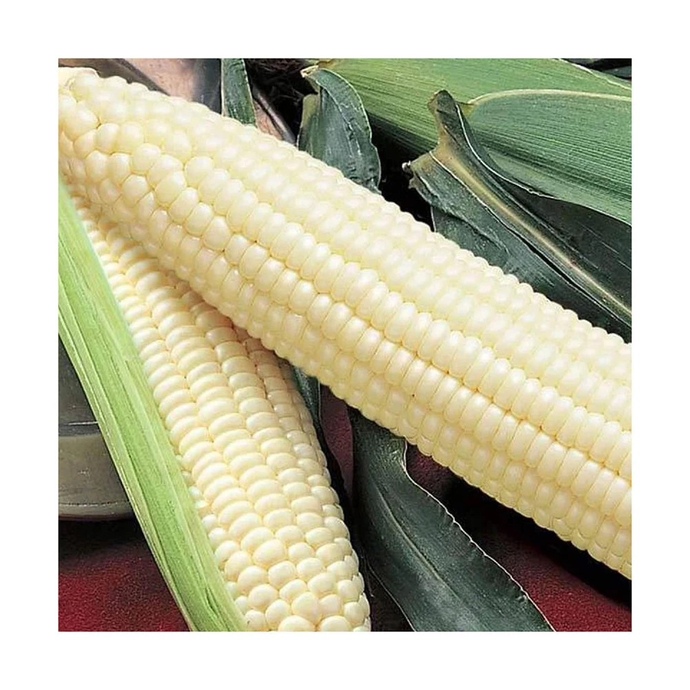 Non-GMO White Corn & White Corn Maize Popcorn White Corn for Human & Animal Feed