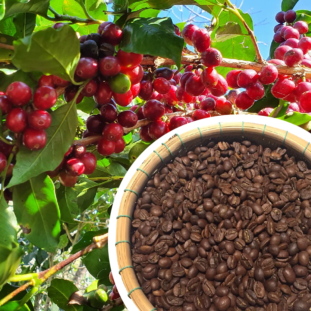 OEM Roasted Arabica Coffee Beans From Cau Dat Arabica Coffee In Vietnam