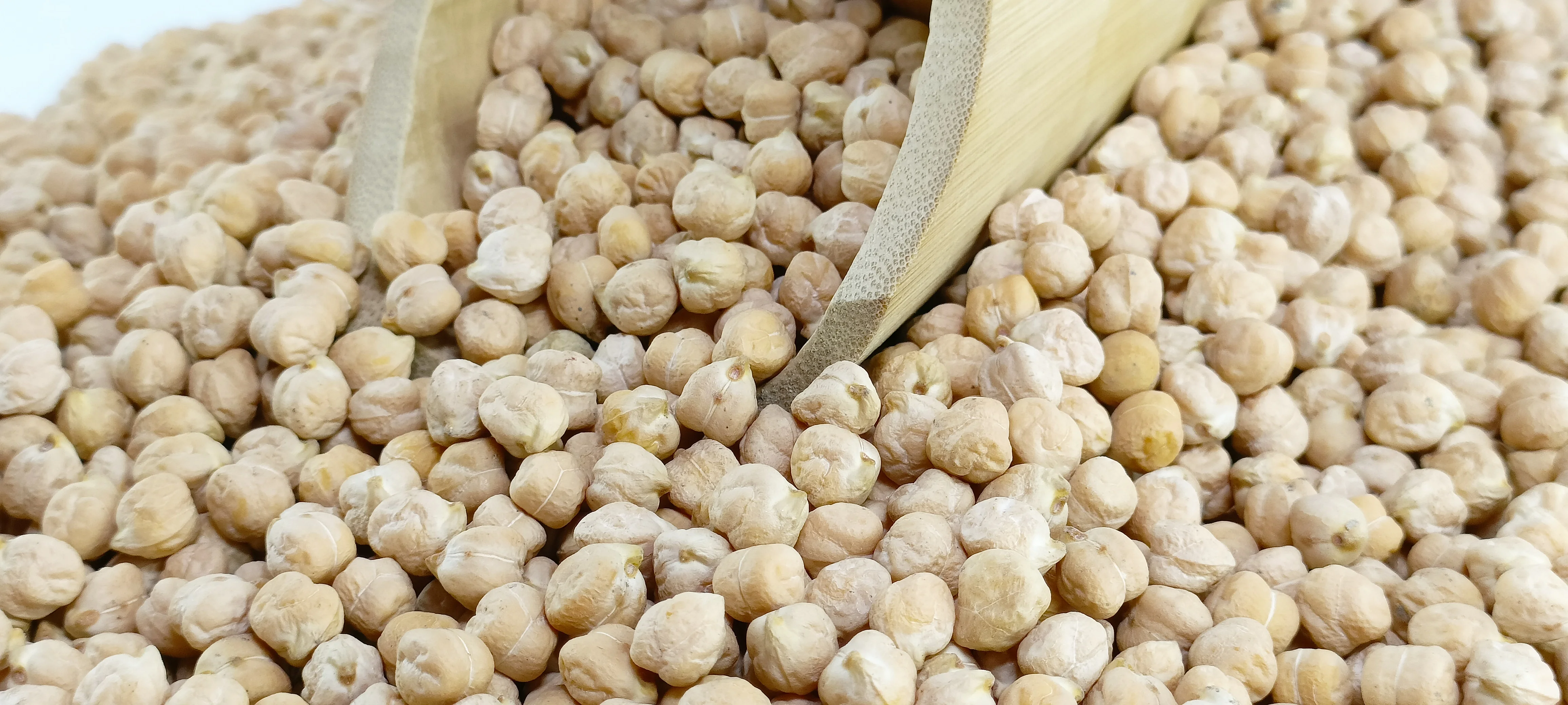 Discounted Bulk Chickpeas  High Nutritional Value, Fresh Neutral Smell, New Crop 2024, Direct Factory Sale