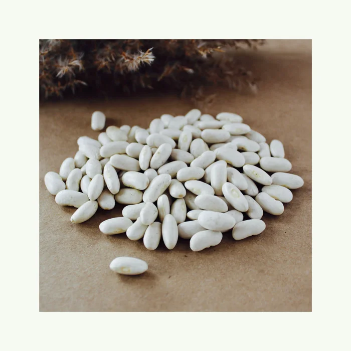 Best Quality white kidney Beans For Sale In Cheap Price Cheap Rate Wholesale Best white kidney Beans For Sale In bulk