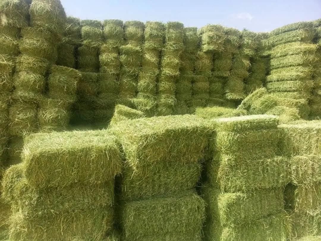 Affordable High-Quality Alfalfa And Timothy Hay For Animal Feed At Discounted Prices Best Animal Feeding