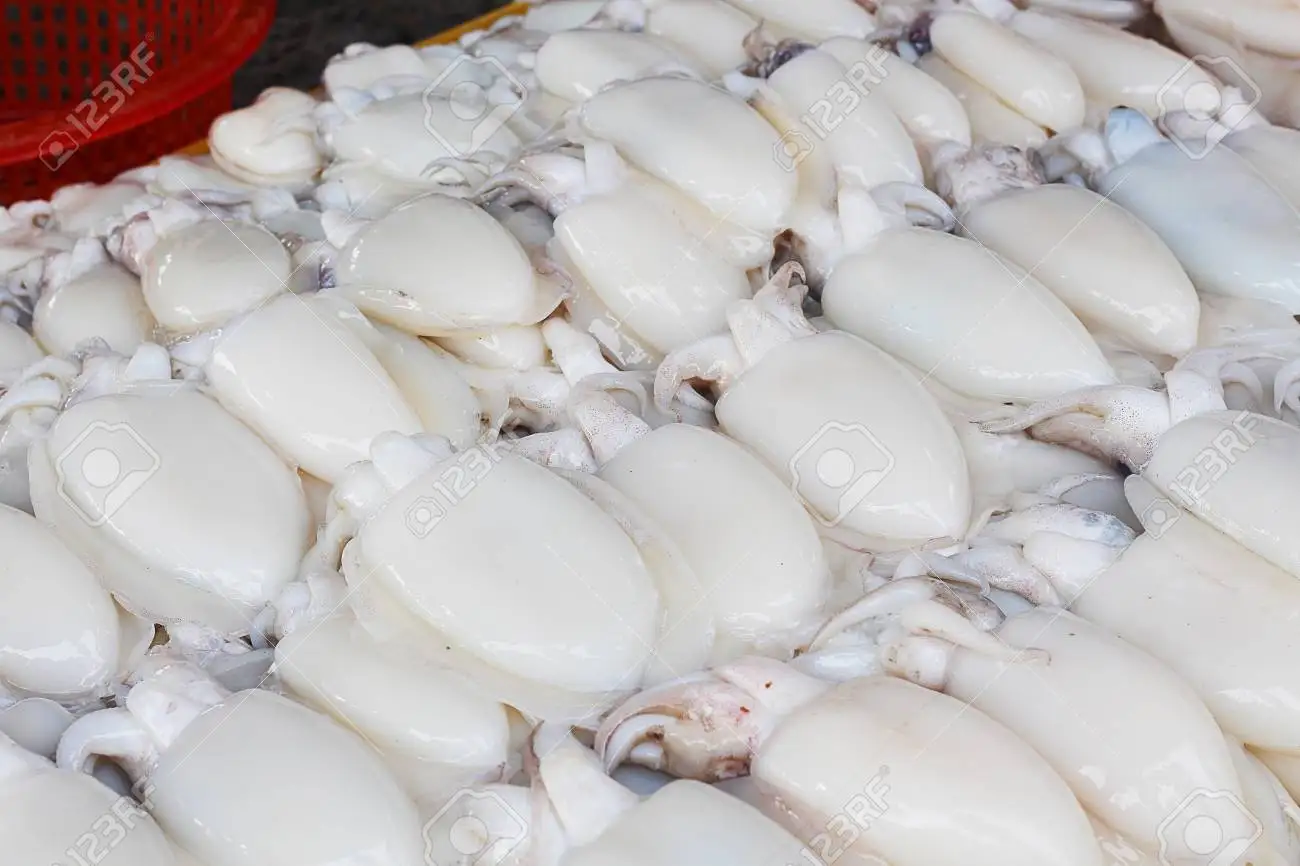 Bulk Quantity Supplier of Frozen Seafood Thailand Whole Frozen Cuttlefish Cleaned Frozen Fish Available in Vacuum Packaging
