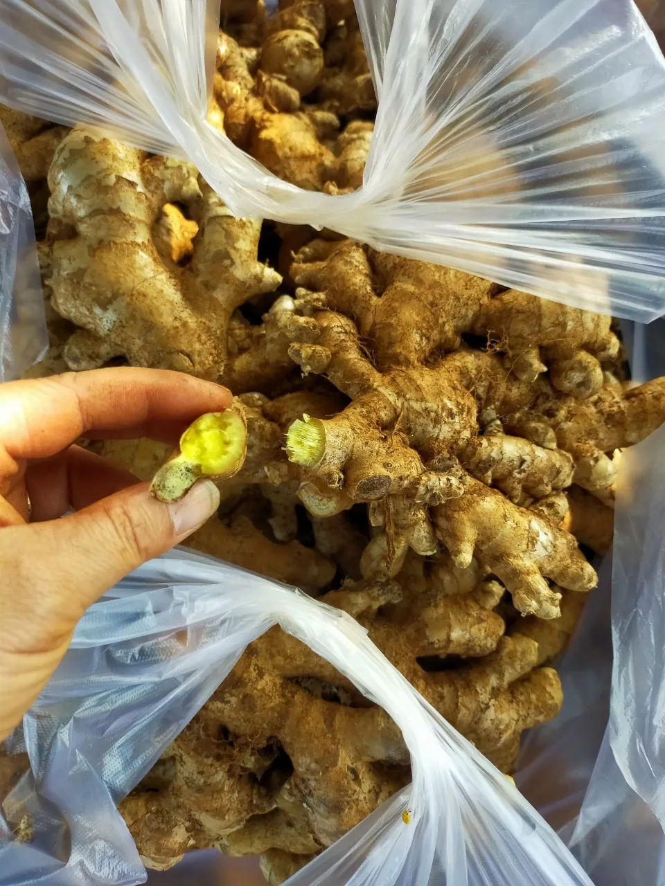 High Quality Delicious Frozen Ginger Fruits and Vegetables from Vietnamese Manufacturer Packaged in Bulk for minus18C Storage