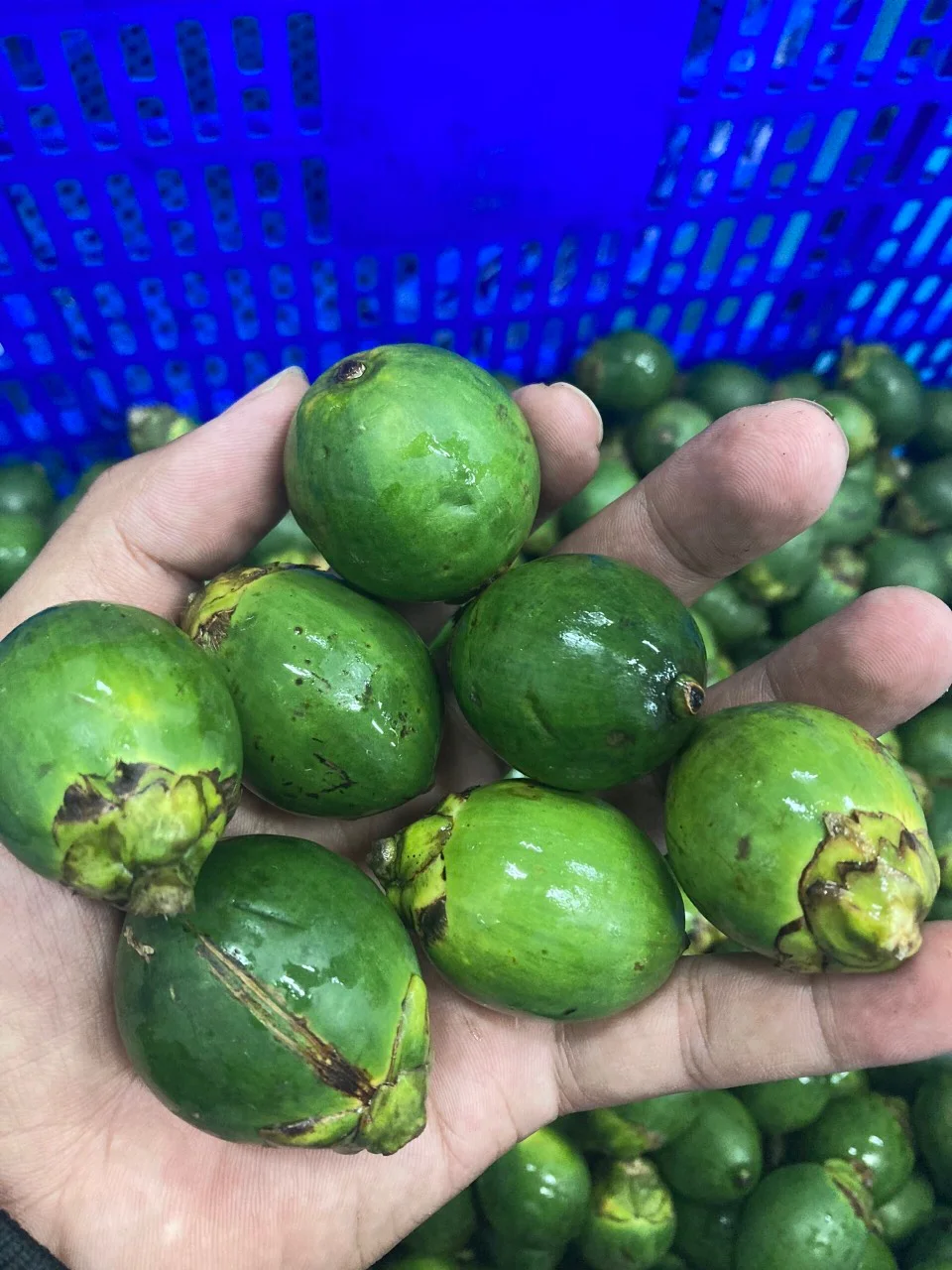 Высококачественные Замороженные гаечные орехи зеленые из Вьетнама Молодежные стандартный экспорт оптовая цена низкая