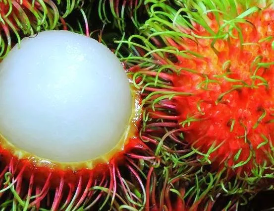 Поставка замороженных фруктов Rambutan нефелиум лаппацеум быстрая доставка Мисс Софи