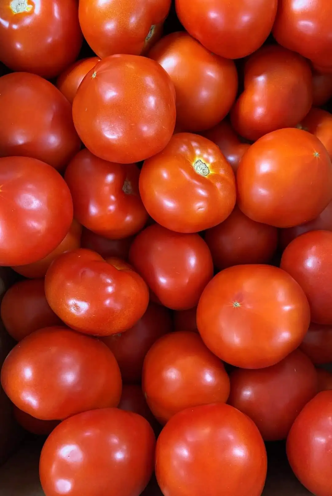 Оптовая продажа доступны свежие красные