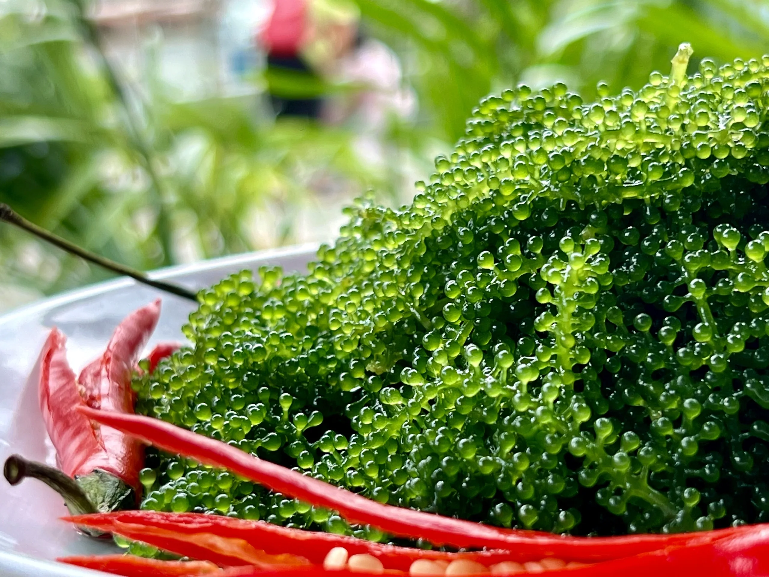 Special HACCP Certified Sea Grapes Nori Seaweed Salted Dried Umibudo Latok Healthy Snack from Vietnam in Carton Box Packaging