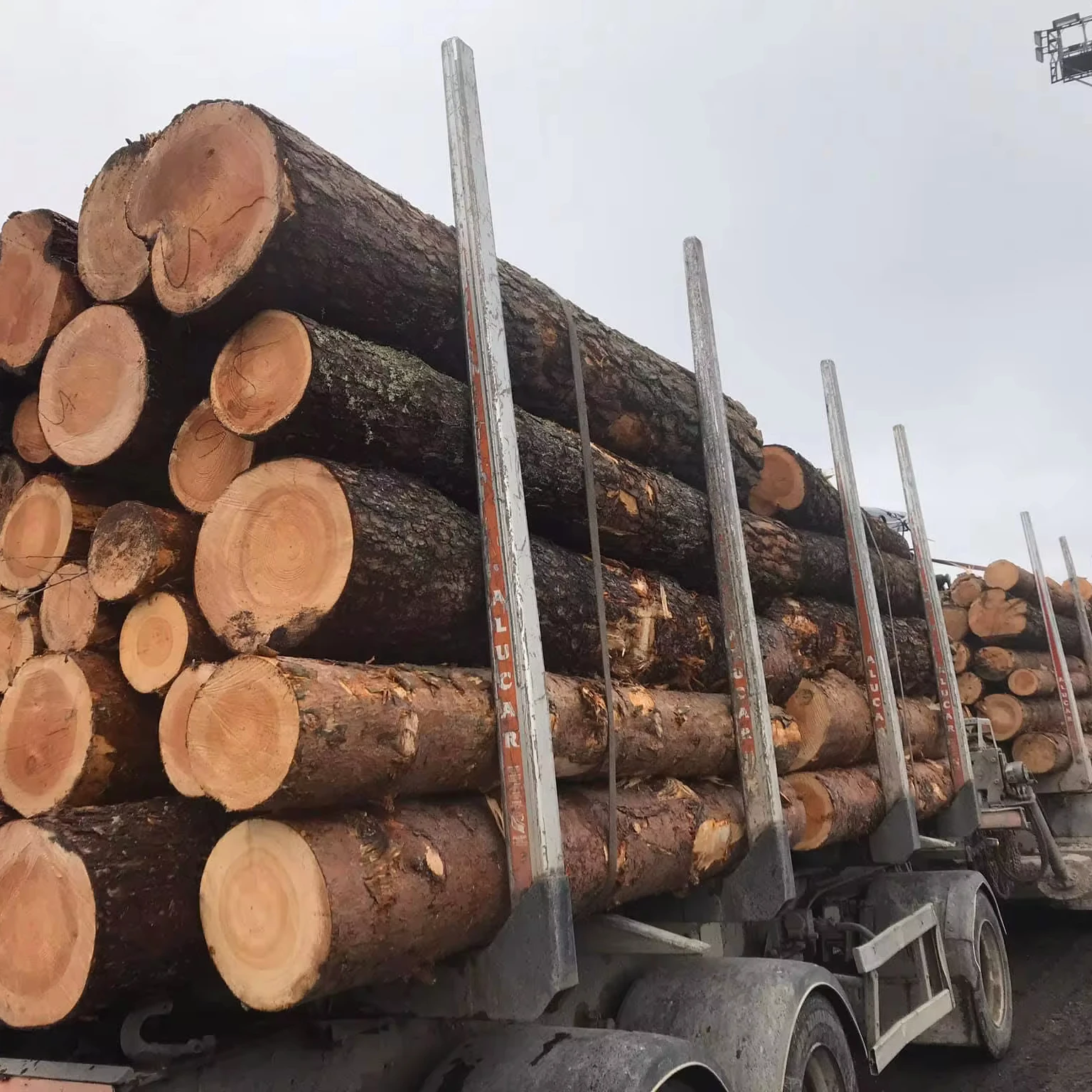 European Pine Wood Logs For Sale