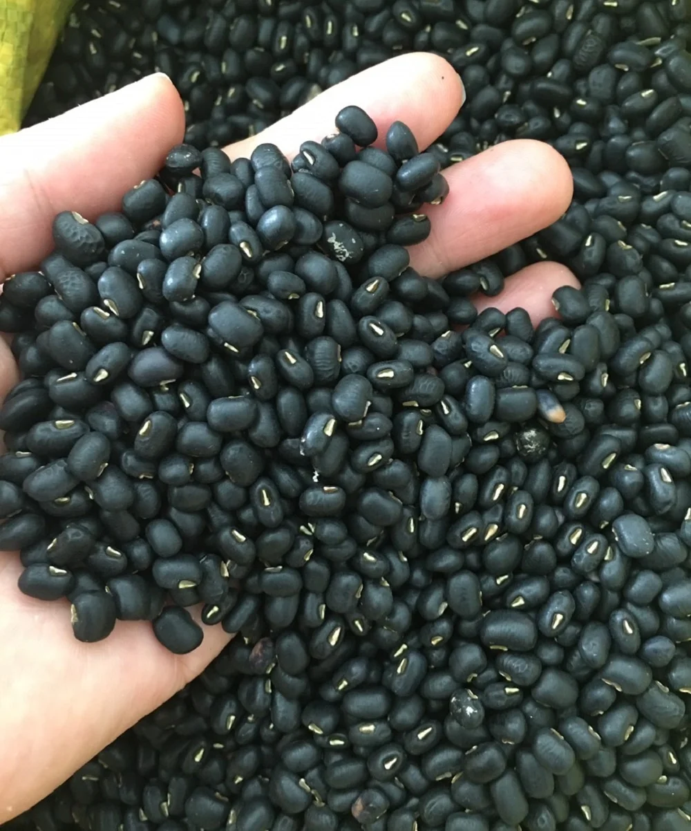 Low Priced New Crop Black Beans Vietnam Supplier Wholesales High Quality Raw Vietnam Black Bean