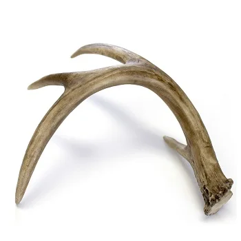 Wholesale Price Red Deer Antlers For sale