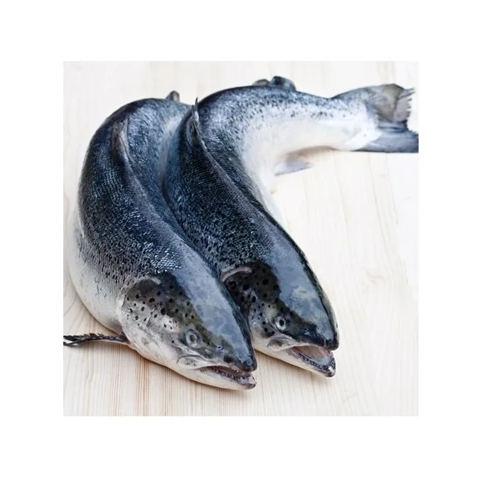 Cheap Price Bulk Sale Top Quality Frozen Salmon Whole Fish wholesale sale From German Supplier