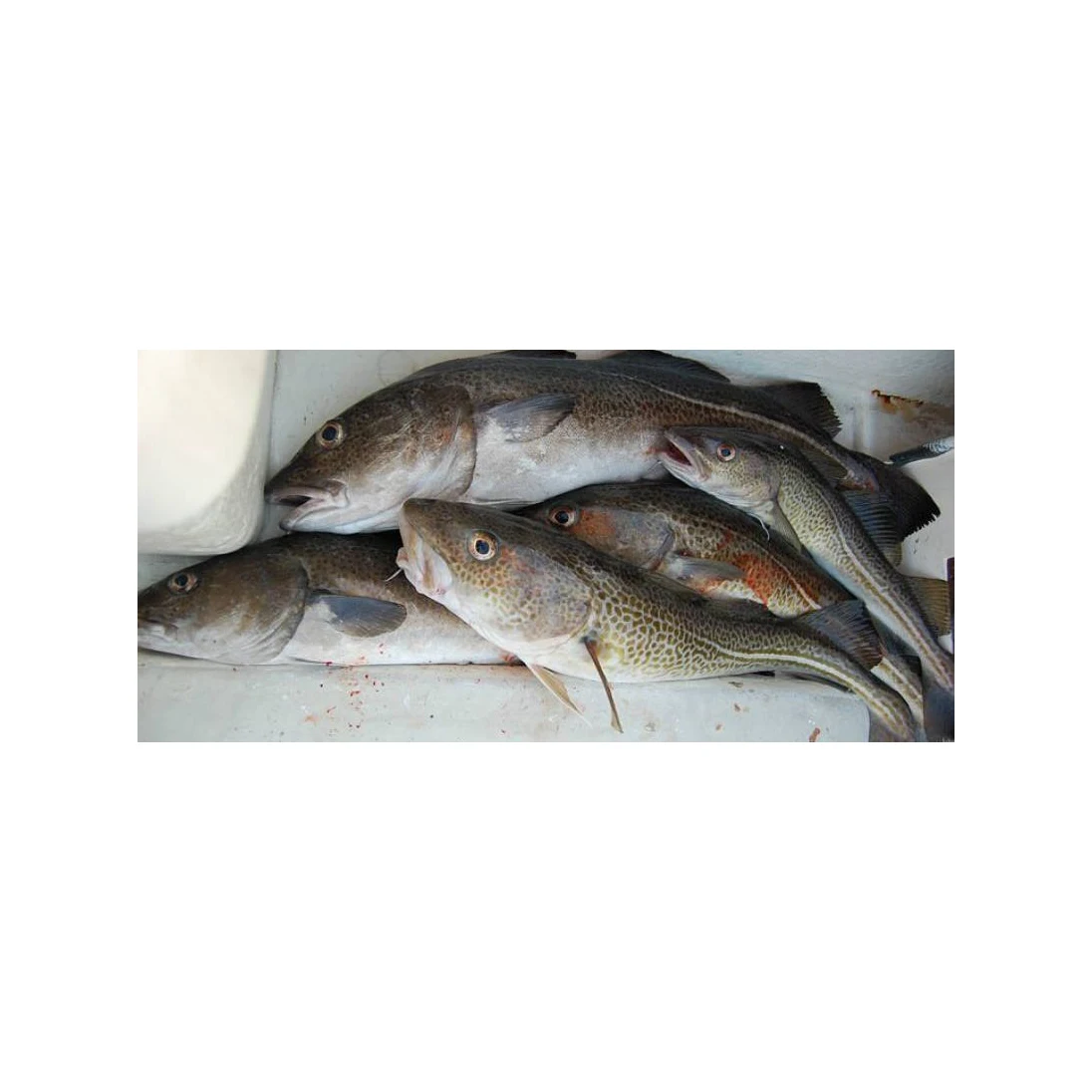 factory price Fresh Cod Skrei Fish