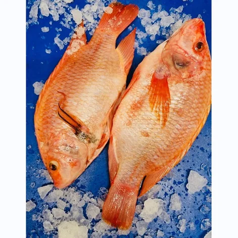 Fresh Frozen Red Tilapia Fish Red Snapper Tilapia Fish for Tilapia Fish Red Buyers origin frozen wholesale
