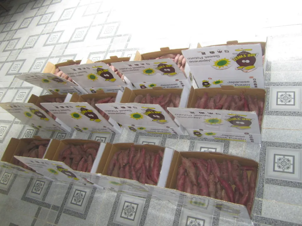 Лидер продаж, свежий сладкий картофель высокого качества с фермы для экспорта по конкурентоспособной цене из Вьетнама