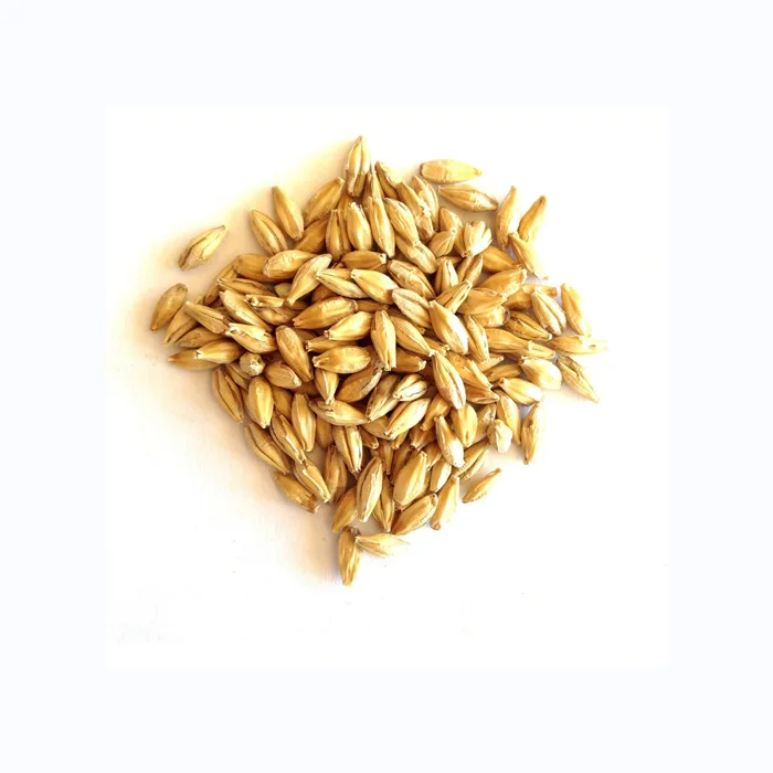 Barley for Malt, Barley Feed, Malted Barley Animal Feed Barley